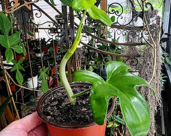 May include: A Philodendron Florida Green plant with glossy, lobed, deep green leaves and a long, slender, light green stem growing upward from a dark brown plastic nursery pot filled with potting soil, showcasing a distinct leaf shape.
