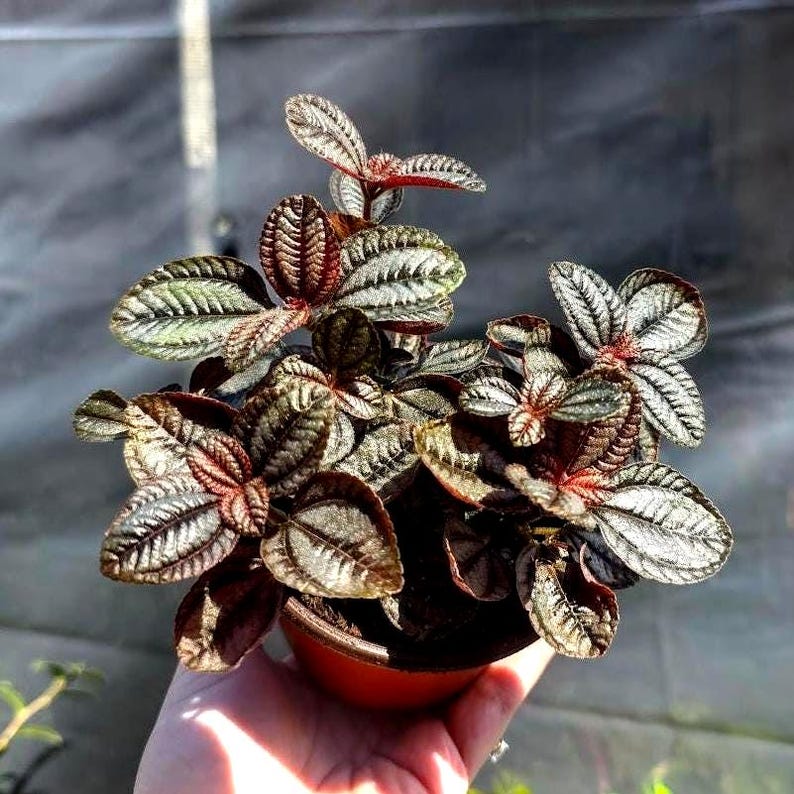 Pilea Involucrata 'Friendship Plant' - Thumbnail 2