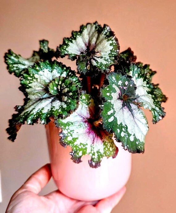 Begonia Rex Live Plant – Silver Purple Green Rex Begonia Houseplant | Indoor Tropical Plant + plants come with 4" plastic nursery pot