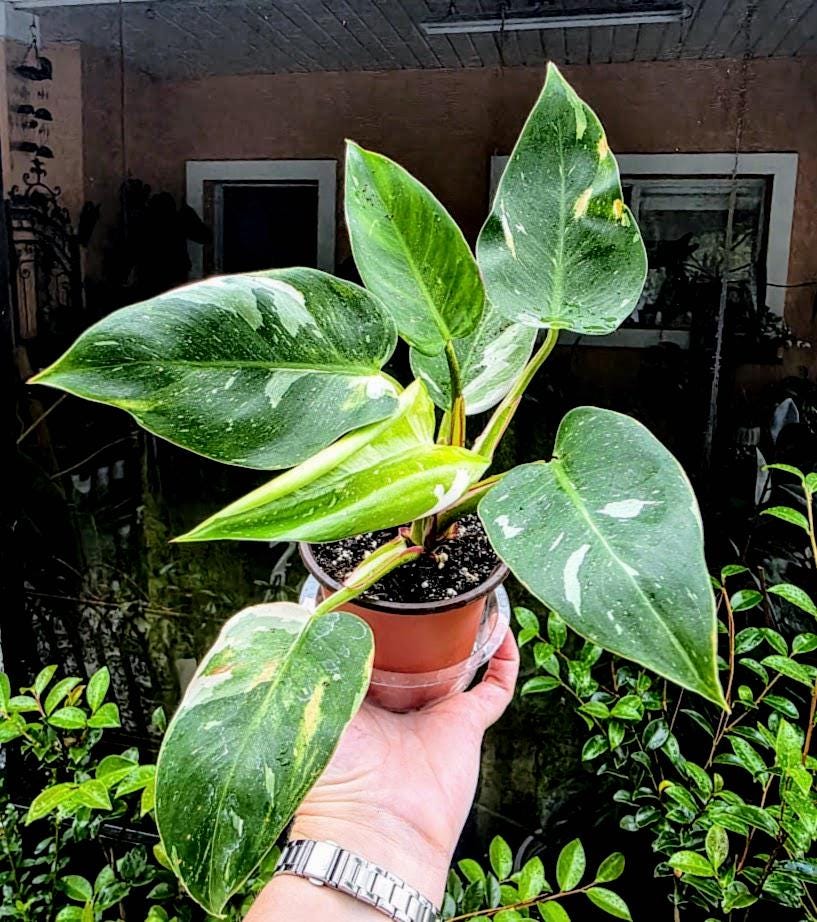 Philodendron Imperial Green Variegated - Etsy