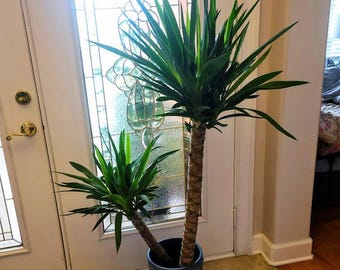 Dracaena Yucca Cane, Yucca Gigantea Starter| Easy Care Outdoor /indoor  Plant | Unique Tropical Houseplant 7"-8" & 4"-5" Tall, No Pot - Etsy