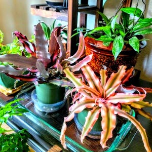 May include: A collection of potted plants, including a vibrant bromeliad with pink and green striped leaves. Other plants feature green foliage, displayed in decorative pots on a glass surface. A wooden shelf is visible in the background.