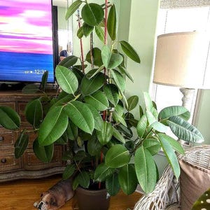 May include: A large, healthy rubber plant with broad, green leaves in a brown pot. The plant is supported by red stakes. A bulldog statue rests on the wooden floor near the plant. A lamp with a beige shade is in the background.