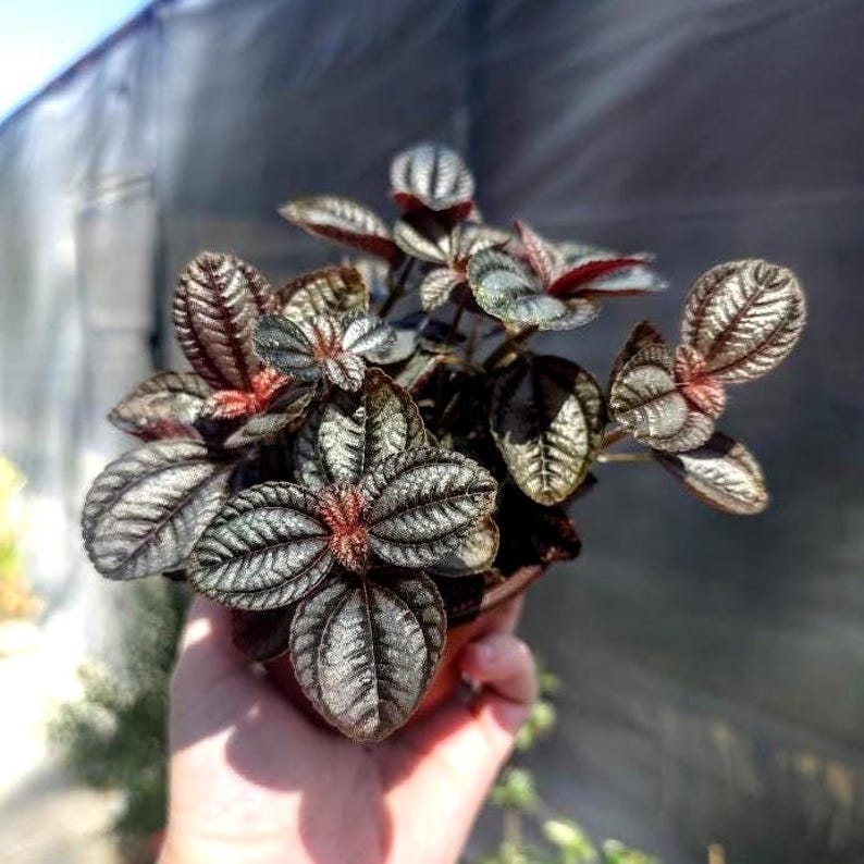 Pilea Involucrata 'Friendship Plant' - Thumbnail 3