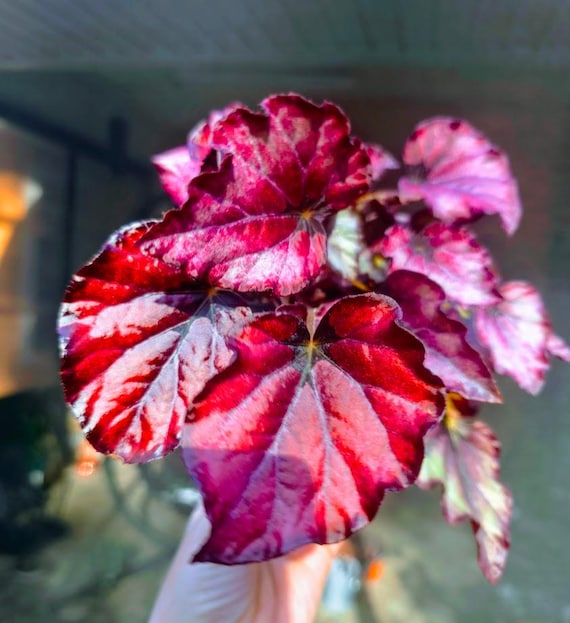 Rex Begonia Red Color Plant | Colorful Foliage Houseplant | Easy Care Indoor Plant | Unique Plant Gift|  starter plant + 4" nursery pot