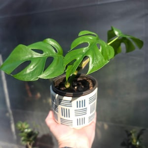 May include: A potted Monstera adansonii plant with vibrant green, hole-filled leaves. The plant is in a white ceramic pot with a blue geometric pattern. The pot is held by a person.