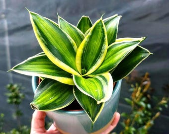Twisted Sister Snake Plant  6 Inch Potted Sansevieria, Hardy Indoor Plant  - Etsy