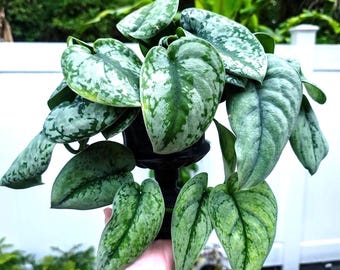 pothos satin Scindapsus 'Silver Satin' Pothos