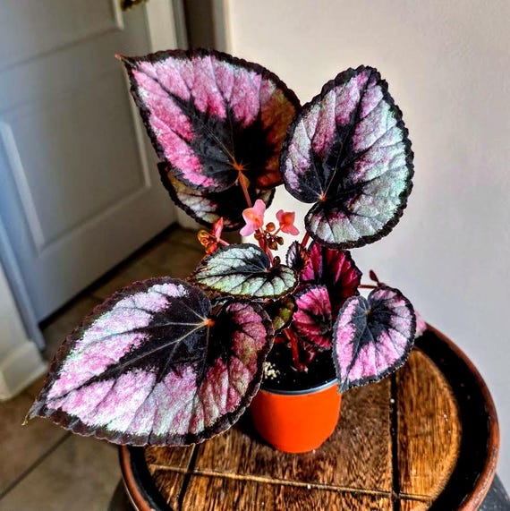 Rex Begonia Painted Leaf Live Plant – Metallic Pink Silver & Burgundy Foliage | Colorful Painted Leaf Begonia | Indoor Houseplant, 4" pot