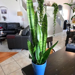 May include: A potted snake plant with tall, green and yellow striped leaves. The plant is in a bright blue pot, sitting on a dark wooden table. The background shows a living room with a staircase and a black leather sofa.
