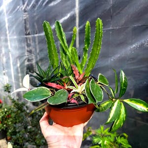 lucky bamboo inc Lucky Bamboo – Mari's Gardens main image 0
