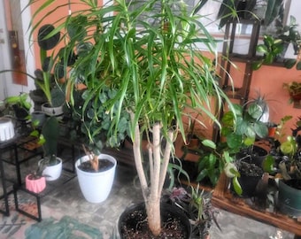indoor tree planter pot Tropical Trio Houseplants with Planter - Large (24-36