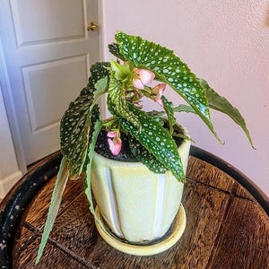 May include: A potted Begonia maculata plant with dark green, lance-shaped leaves featuring white polka dots and small, light pink flowers. The plant is housed in a pale yellow, vertically ribbed ceramic pot with a matching saucer base.