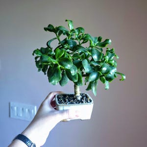 May include: A small, vibrant green jade plant in a square, white ceramic pot. The plant has thick, glossy leaves and a sturdy trunk. The pot is filled with dark soil. The plant is held by a person.