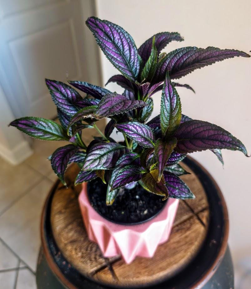 Purple Monstera Plant - Etsy