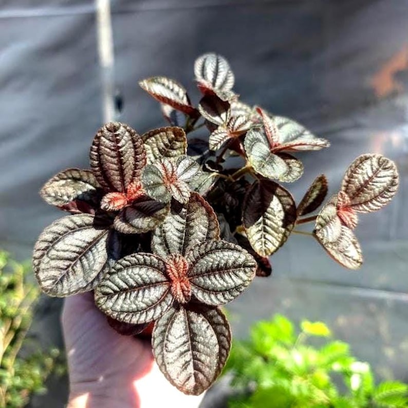 Pilea Involucrata 'Friendship Plant'