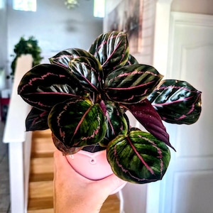 Calathea Dottie – Goeppertia Roseopicta Dottie – Pink Veined Prayer Plant – Tropical Indoor Houseplant – Decorative Foliage Plant + 4" pot