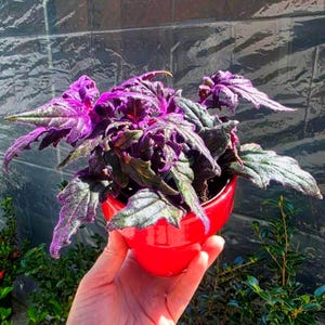 Velvet Purple Leaf Plant - Etsy