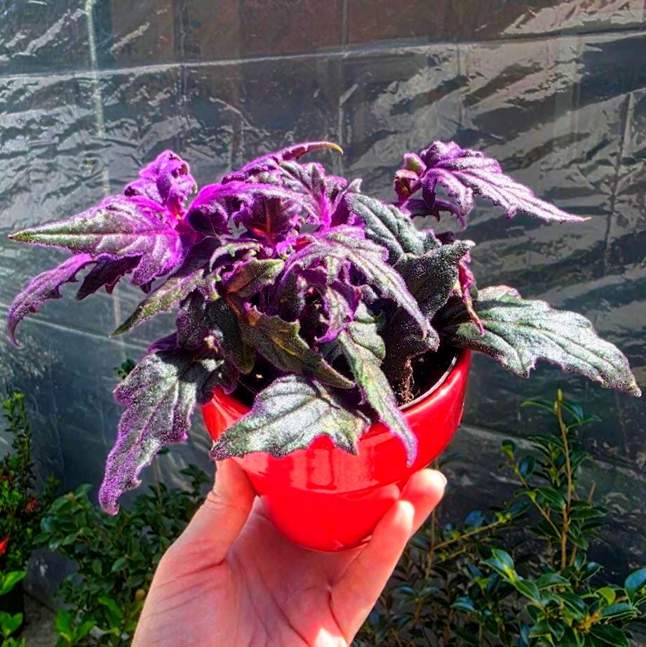 Purple Passion Plant 3 Inch Starter Plant | Gynura Aurantiaca Live  Houseplant | Velvety Purple Foliage Indoor Plant BUNDLE OF 2+ Plants - Etsy