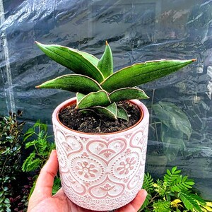 May include: A potted snake plant with vibrant green leaves and a light pink rim. The plant is in a decorative pink pot with a repeating heart and floral pattern. The pot is held in a hand, with a blurred background of greenery.