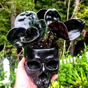 May include: A black skull-shaped planter containing a small plant with dark, glossy, rounded leaves. The skull is matte black with deep-set eye sockets and a nasal cavity, serving as a container for the soil and the plant's root system.