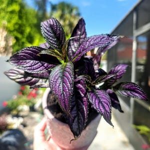 May include: A potted Persian Shield plant with vibrant purple leaves and textured veins. The plant is in a light pink pot, set against a backdrop of a sunny blue sky and greenery. A striking houseplant.