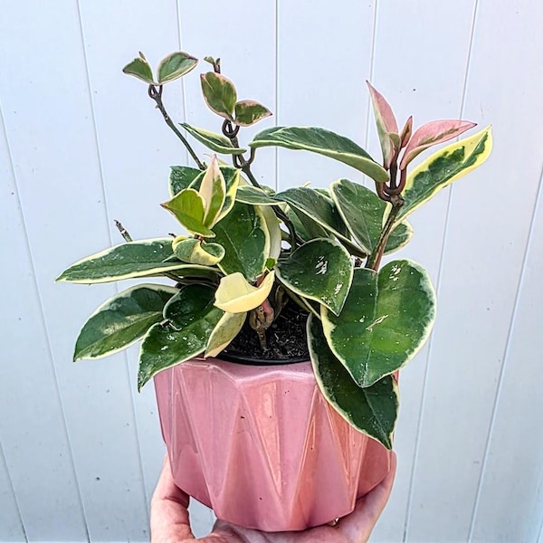 Hoya Krimson Queen Tricolor | Variegated Wax Plant | Easy Care Indoor Houseplant | Trailing Plant Gift 4" and 14" long fully rooted no pot