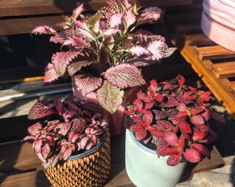 Fittonia Nerve Plant – Live Indoor Houseplant | Red, Pink or White Veined Leaves | Tropical Plant | Pet Friendly| 4" nursery pot