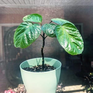 May include: A small plant with glossy, dark green, heart-shaped leaves growing from a thin, dark brown stem. The plant is potted in a smooth, light mint green cylindrical container filled with dark potting soil containing small white particles.