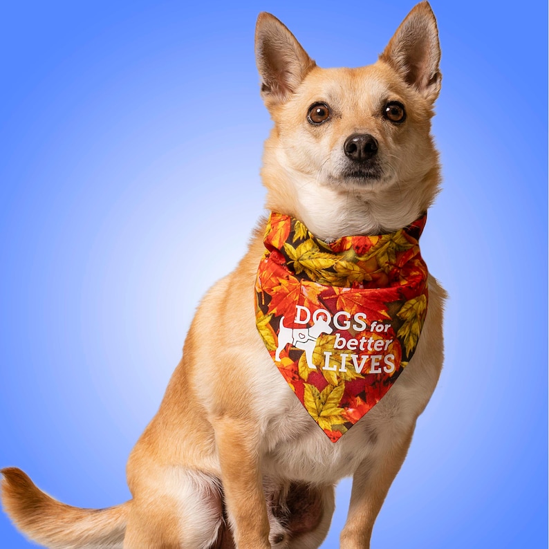May include: A tan dog wearing a triangular bandana featuring a vibrant autumn leaf pattern in shades of red, orange, and yellow. The bandana displays the white text "DOGS for better LIVES" accompanied by a white silhouette of a dog.