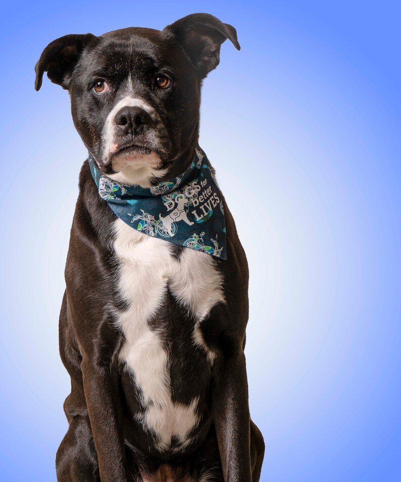 May include: A black and white dog with short fur wearing a dark teal triangular bandana. The bandana features a repeating pattern of bicycles and the white text "DOGS for better LIVES" printed clearly across the front of the fabric.