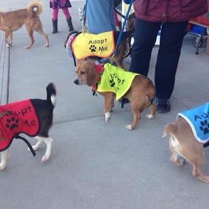Chaleco personalizado para adopción de perros: ajustable, con texto personalizado.