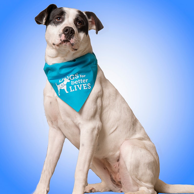 May include: A white dog with black patches on its head and ears wearing a bright turquoise triangular bandana. The bandana features a white graphic of a dog silhouette and the text "DOGS for better LIVES" printed in a clean, bold white font.