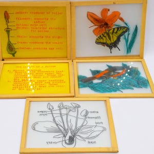 5 Hand Artist Drawn Magic Lantern Slides, Bird, Butterfly, Flower Parts Diagram, Flower Organs, Great for Window Decor, Teaching Aid