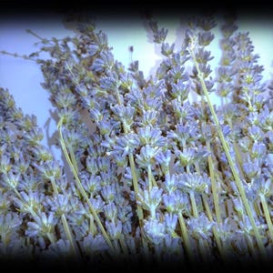 Four (4) Dried Lavender Bundles - Carefully Sealed For Maximum Potency!