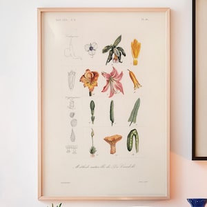 Botanischer Druck Floral Minimal Wand Kunst Vintage Natur Wissenschaft Druck Pflanzen Wand Dekor Blumen Illustration Botanische Kunstdruck Hérincq III
