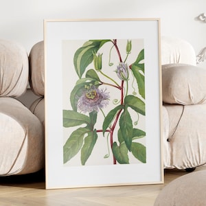 Botanical Print Floral Minimal Wall Art Vintage Natural Science Print Plants Wall Decor Flower Illustration Botanical Art Print Passiflora