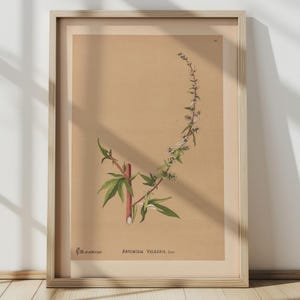 Stampa botanica floreale, arte murale minimale, stampa vintage di scienze naturali, decorazione murale di piante, illustrazione floreale, stampa artistica botanica, artemisia