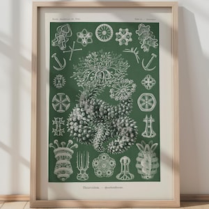 Stampa sulla fauna marina, poster di coralli, arte murale sui coralli, poster vintage di scienze naturali, arte murale marina, grande arte murale, stampa scientifica sul mare