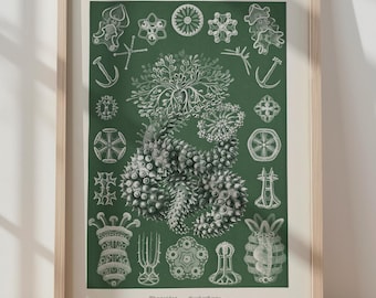 Marine Wildlife Print Corals Poster Coral Wall Art Vintage Natural Science Poster Marine Wall Art Large Wall Art Scientific Sea Art Print