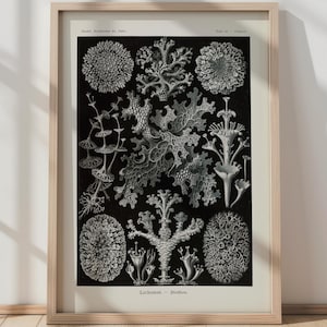 Stampa di coralli sulla fauna marina, poster vintage di scienze naturali, poster di animali da parete, arte dei coralli, stampa di arte scientifica, stampa di coralli, arte dei coralli