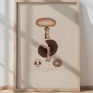 Mushroom Print Vintage Fungi Print Mushrooms Poster Illustration Minimal Nature Decor Mushroom Wall Art Minimal Mushroom Illustration II