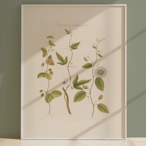 Stampa botanica - Tre specie di passiflora di Robert J. Thornton - - Grande arte murale - Arte vegetale - Arte floreale