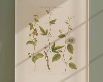 Botanical Print Floral Minimal Wall Art Vintage Natural Science Print Plants Wall Decor Flower Illustration Botanical Art Print Passifloras