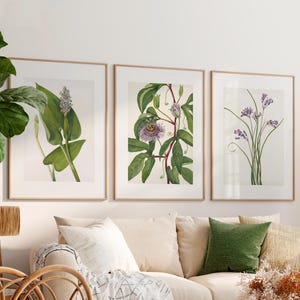 Conjunto de 3 impresiones botánicas/arte de pared minimalista floral, impresión vintage de ciencias naturales, decoración de pared de plantas, ilustración de flores, impresión de arte botánico