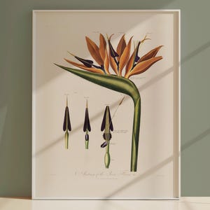 Stampa botanica - Anatomia del fiore regina di Robert J. Thornton - - Grande arte murale - Arte vegetale - Arte floreale