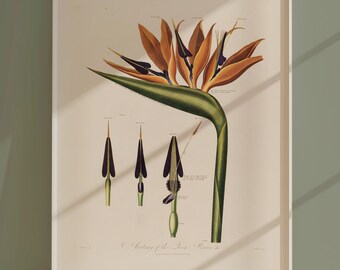 Botanical Print Floral Minimal Wall Art Vintage Natural Science Print Plants Wall Decor Flower Illustration Botanical Art Print Queen Flower