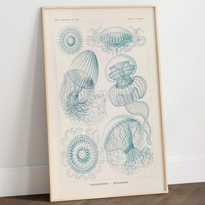 Stampa di fauna marina - Leptomedusae - Poster vintage di scienze naturali, stampa artistica da parete con animali, grande stampa artistica da parete, stampa scientifica