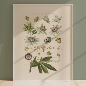 Stampa botanica - Anatomia del fiore della passione blu di Robert J. Thornton - - Grande arte murale - Arte vegetale - Arte floreale