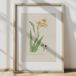 Stampa botanica - Giglio di rovo di S. Fred Prince - Stampa artistica di scienze naturali d'archivio - Poster con cornice in legno e carta opaca di alta qualità